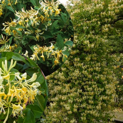 Lonicera periclymenum 'Graham Thomas' - Väänduv kuslapuu 'Graham Thomas' C2/2L